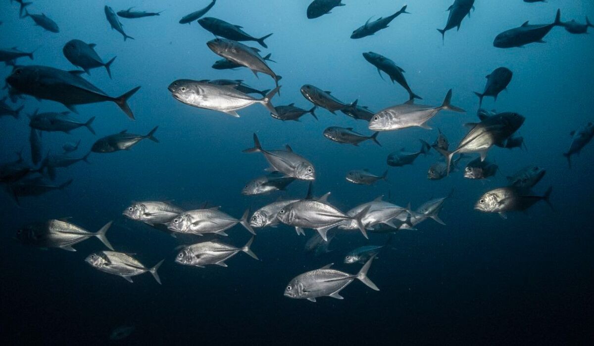 Fish underwater
