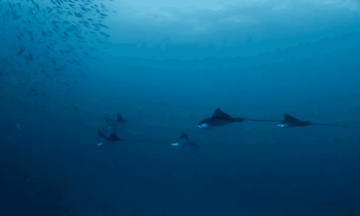 Diving