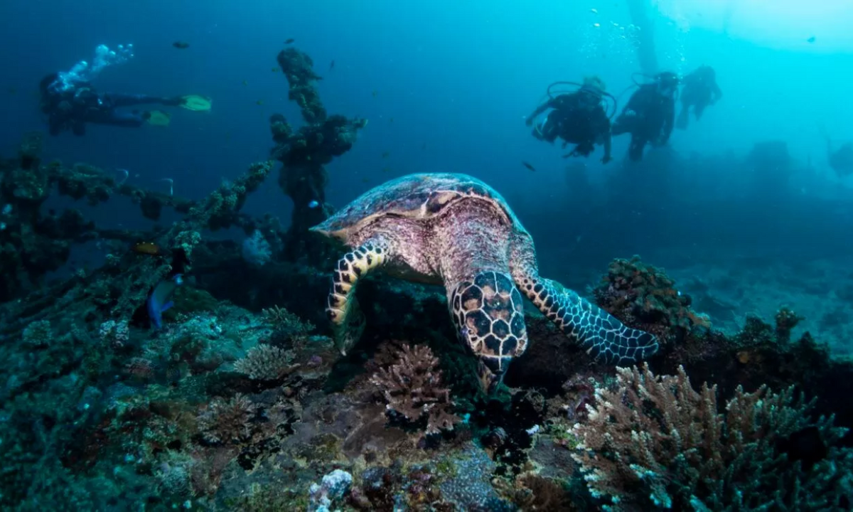 Diving3